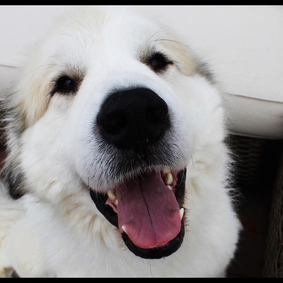 pyr2